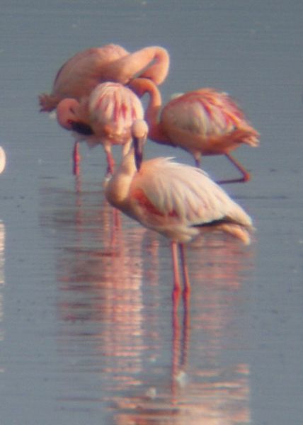 Flamingo at Lake Nakuru