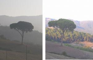 Tuscan pine at dawn and dusk