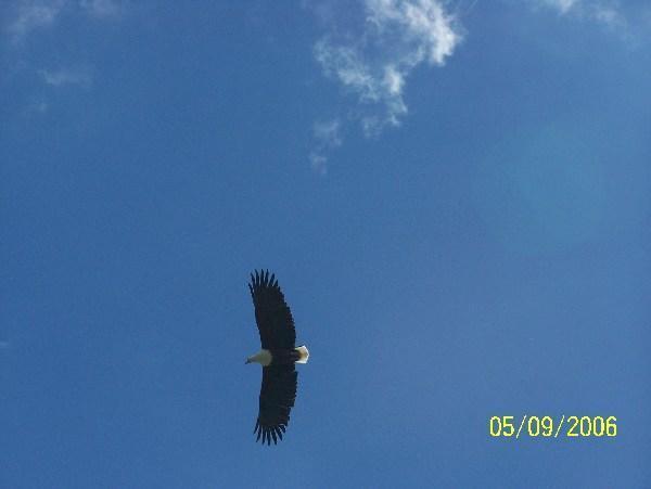Fish Eagle 1830