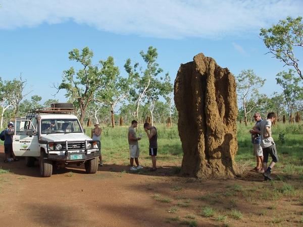 A large termite mound in Kakadu