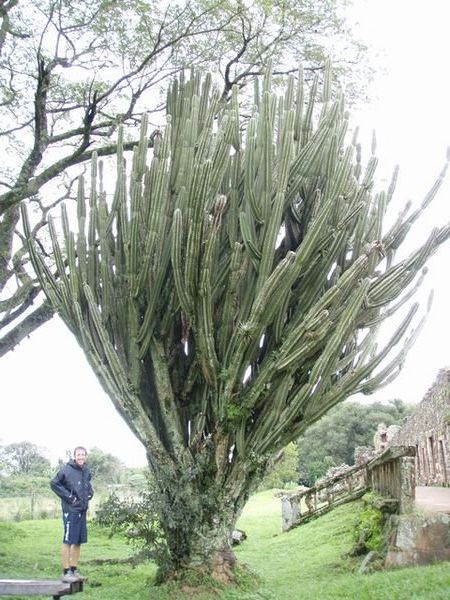 The biggest Cactus we ever did see!