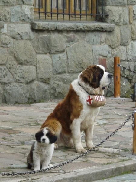 Unbelievably cute St Bernard Dogs in Bariloche