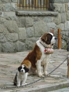 Unbelievably cute St Bernard Dogs in Bariloche
