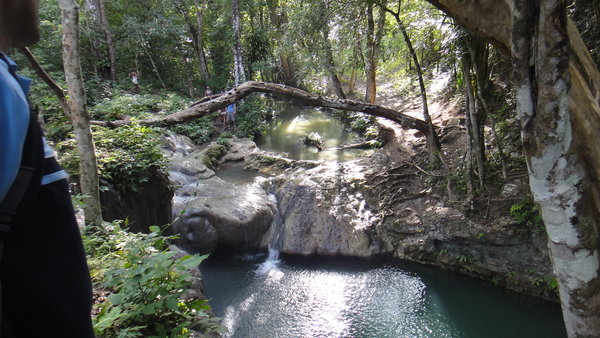 monkey falls