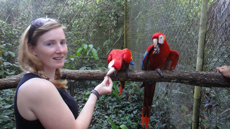 macaws