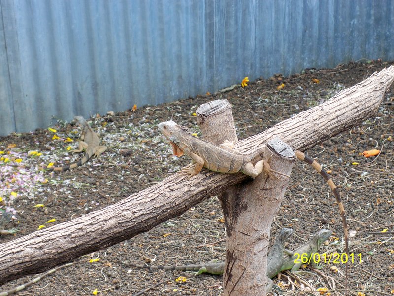 an iguana breeding project in the reserve