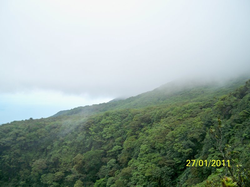 cloud forest