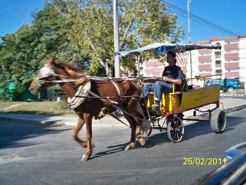 Typical horse and cart 