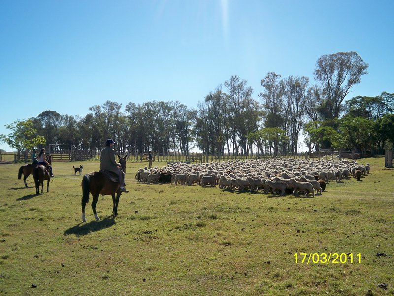 Rounding up the sheep