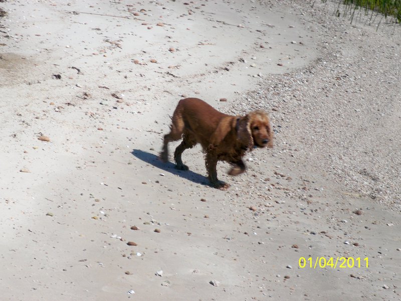 Pumba, at the beach in Colonia