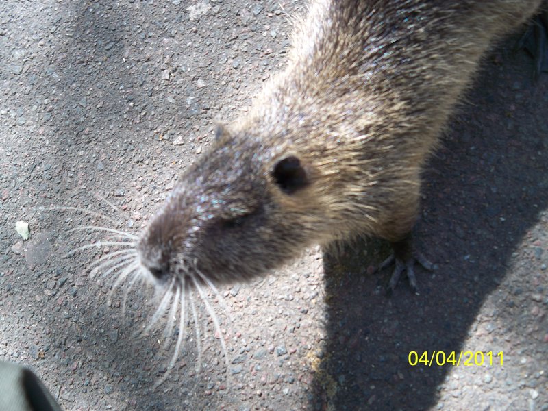 Water rat at the zoo