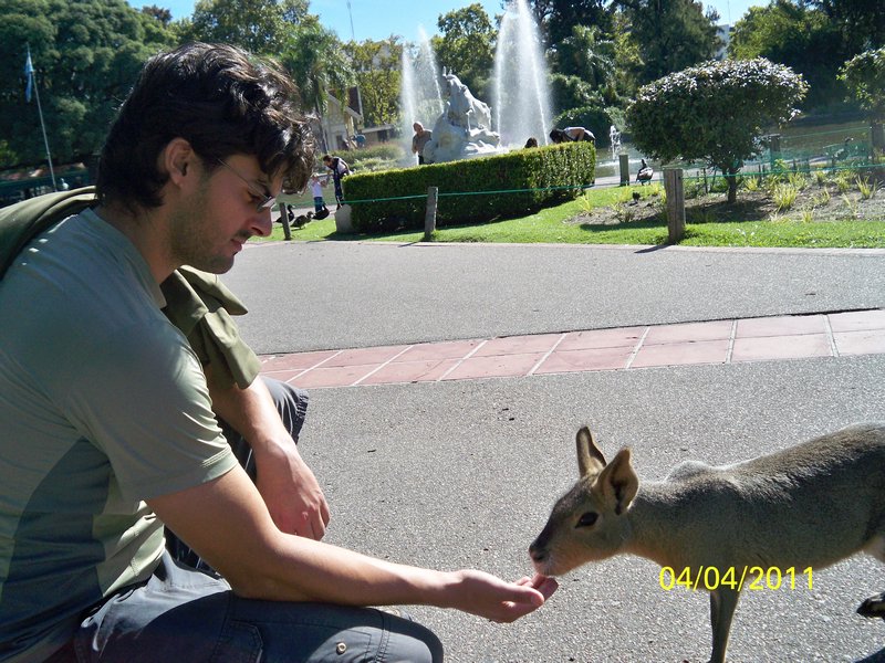 Dario feeding a mini deer