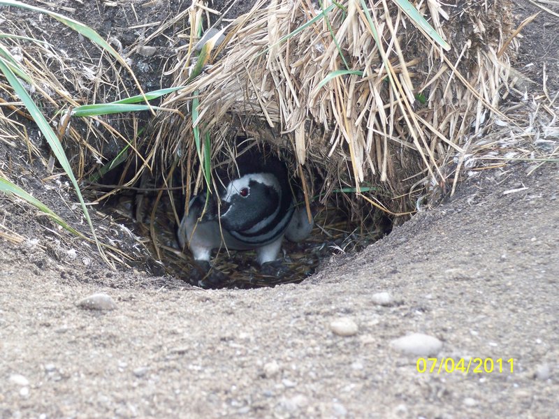 magellan penguin in its burrow