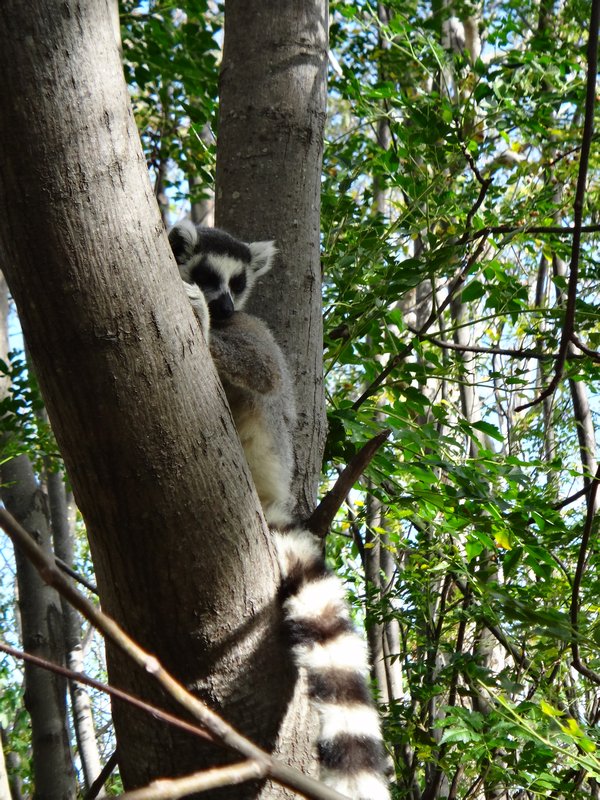 ringtail lemur baby
