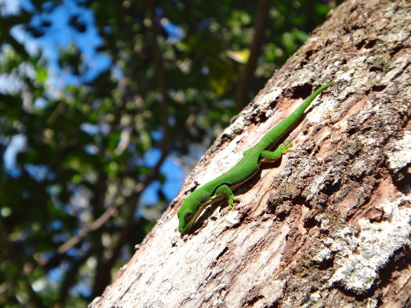 common green gecko found everywhere here