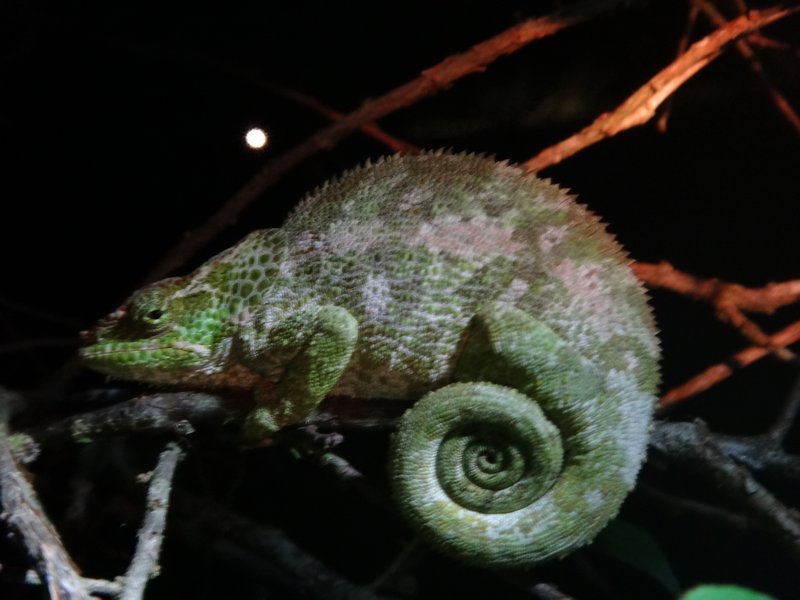 female blue-legged chameleon