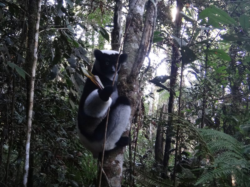 young female Indri
