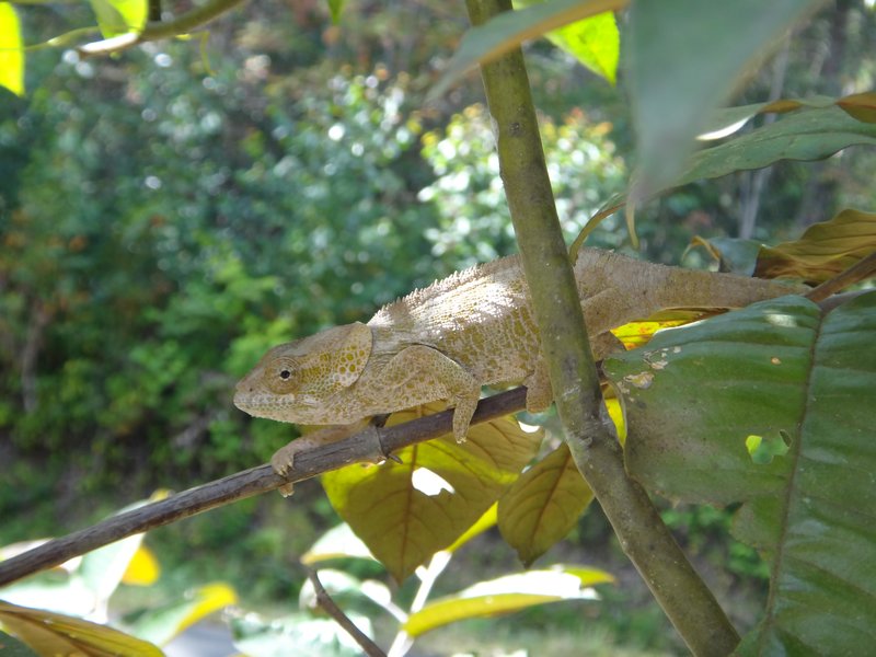 juvenile parsons chameleon