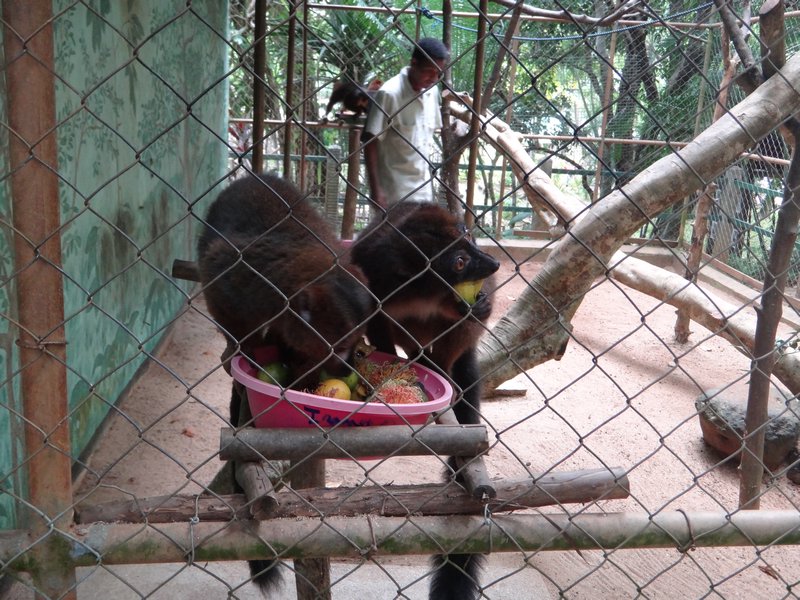 feeding time for red-bellied lemurs