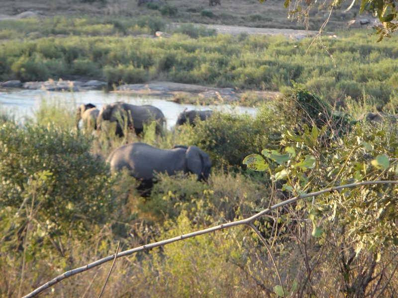 elephants against the fence!