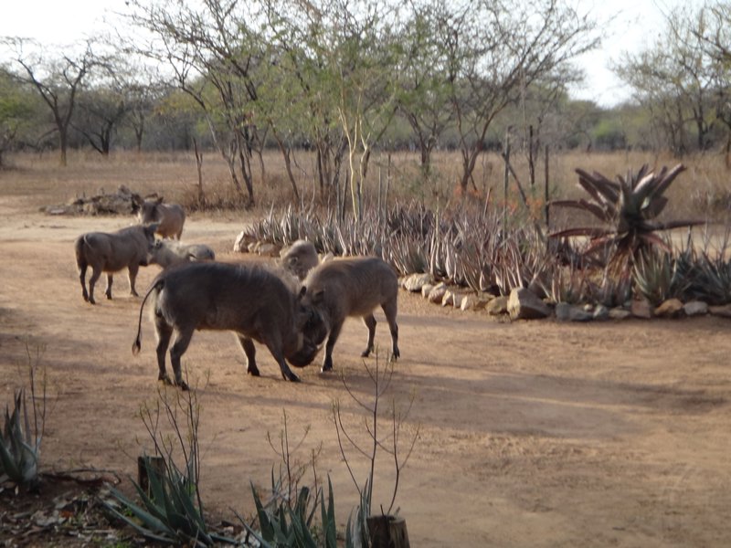 warthog fight next to camp