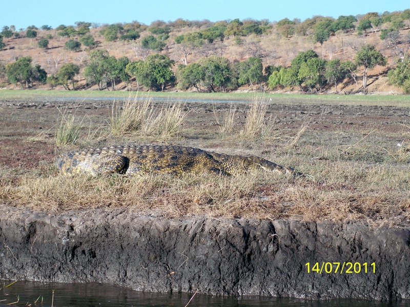 big croc in Chobe