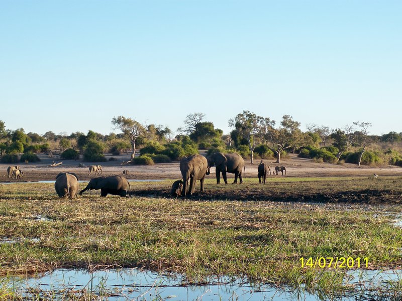 elephant family in Chobe