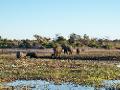 elephant family in Chobe