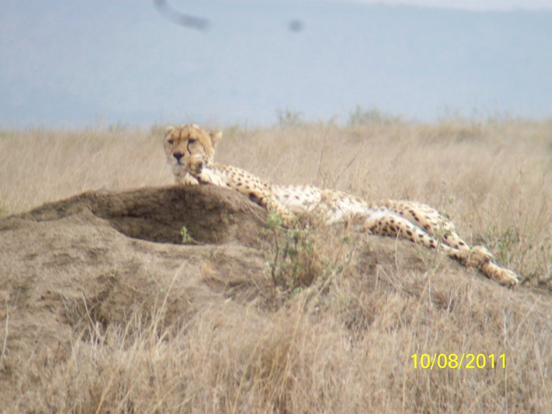 Cheetah lying on ant hill