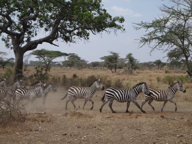 zebra stampede
