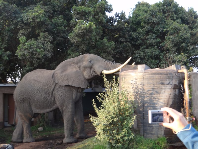 elephant stealing water