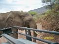 elephants get close in Manyara!