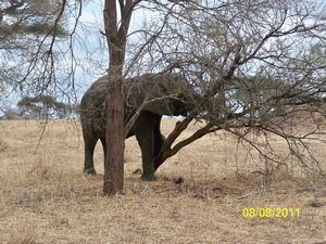 elephant pushing over a tree to get the leaves at the top