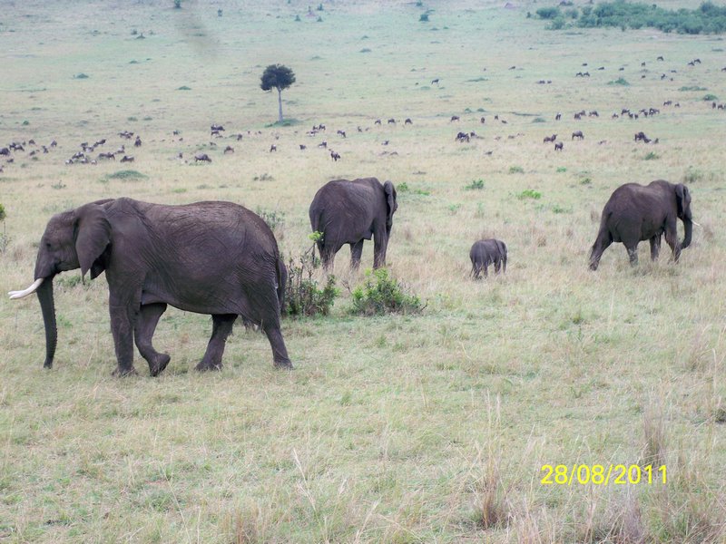elephants massai mara