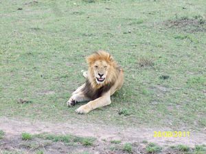 old injured male lion, massai mara