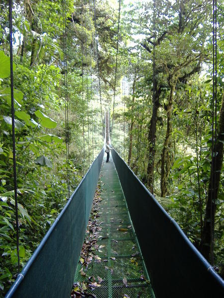 The hanging bridges through the cloud forest