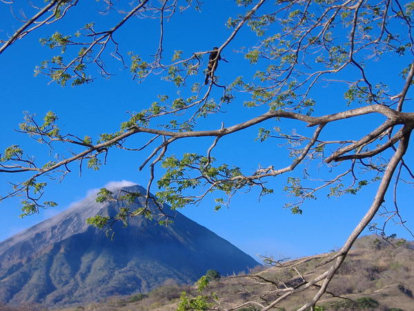 Volcano and monkey on Ometepe