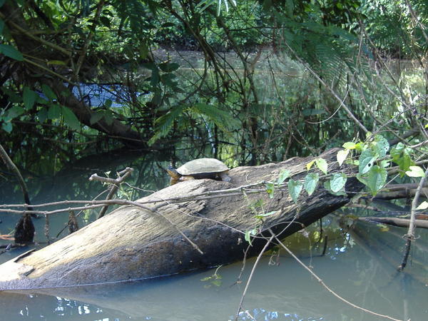 A basking river turtle
