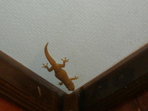 Our friendly gecko!