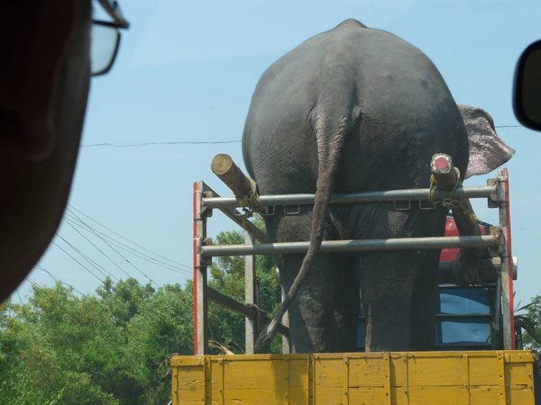 Elephant in a truck