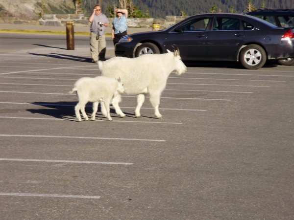 Goats at Logan's Pass