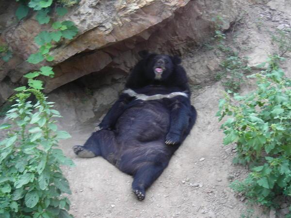 bear in dalians zoo