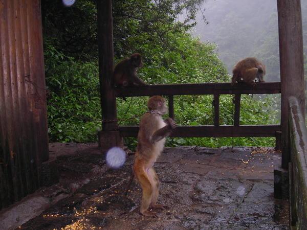 the chained monkeys