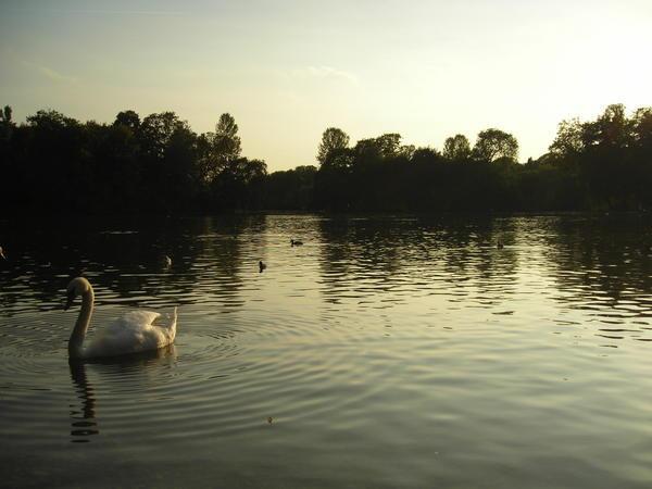 Swan in Englischer Garten