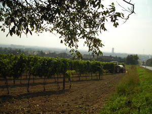 Wine Land