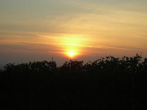 Sunset over the vineyards.