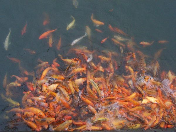 Feeding the fishes, Imperial City, Hue