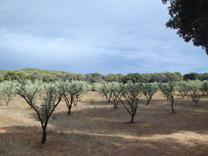 Olive tree fields on Les Iles