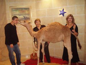 The Camel Family