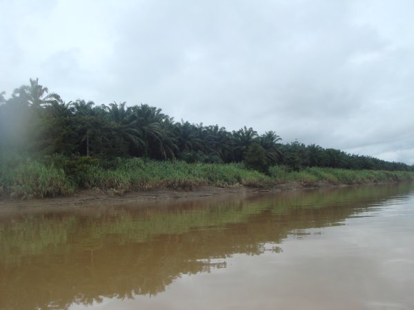 Oil Palm Trees 